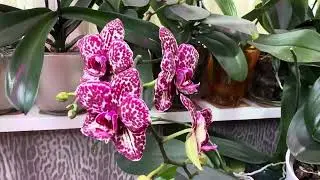 Распустилась моя любимая Астрал 🤍 И другие красотки 💜