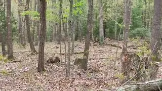 ОЛЕНЯТА В ЛЕСУ😊😊😊