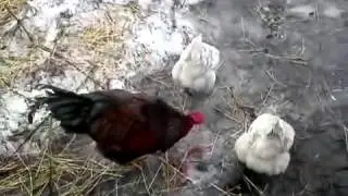 Домашние куры несушки видео