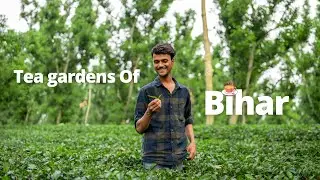 Tea Gardens in Bihar | Kishanganj Tea