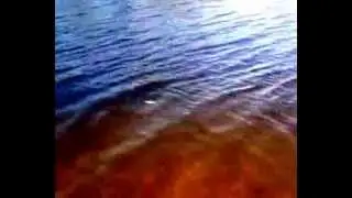 Чайка рыбку съела