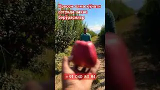 📞+998905605034 Крепсон олма кўчати сотувда