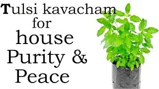 Tulsi kavacham for purity & peace at home | घर में पवित्रता एवं शांति