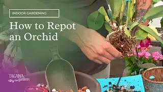 How to Re-pot or Transplant an Orchid by Tagawa Gardens