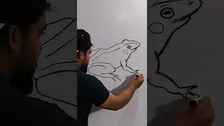 Frog Drawing (How to Draw Frog) Rana Tigrina Diagram