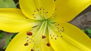 MY LIFE 🍃🌼/Огурчики/ Все такое красивое и зелёное