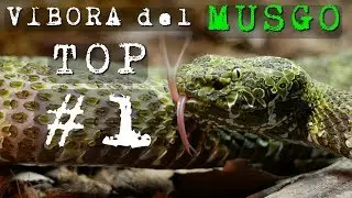 Documental: La Víbora más Bonita del Mundo 🐍 Protobothrops Mangshanensis 🔝