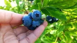 blueberries picking..