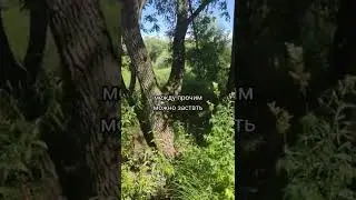 🌳🌿❤️ Метасоматика