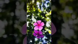Photography ideas for flowers 💐 ✨️ ☺️ 