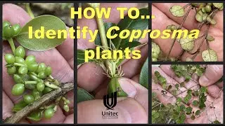 HOW TO... identify Coprosma plants