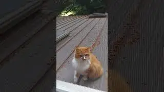 Cat on the roof for today