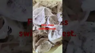 First class swiftlets nest.