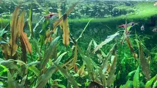 20 gallon long planted tank update