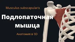 Subscapularis muscle. Subscapularis muscle. Anatomy of the subscapularis muscle.