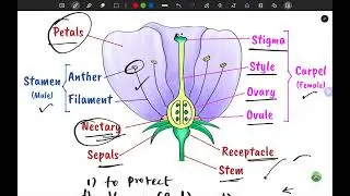 Parts of the flower