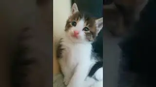 comic kitty #comics #funny #beautiful #cats #kitten #lol