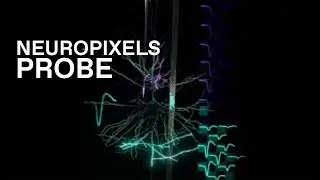 Neuropixels Probe Recording Activity in Neurons
