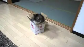 Приколы с животными Кот Мару и коробка XD