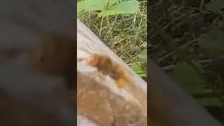 Как рой пчел в гнездо шершней залетел 