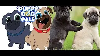 Puppy Dog Pals In Real Life | JD Cars Toys