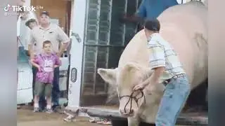 cow tiktok videos 2022