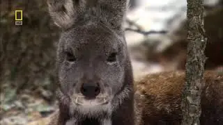 лучшие видео Русская земля Сибирь