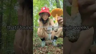 Here's some of the mushrooms I've found in the last couple weeks! 🍄🥰✌️ #mycology  #mushrooms