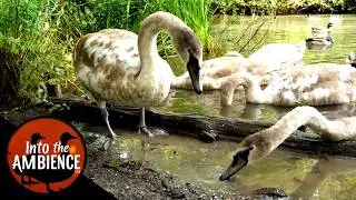 Swans and Ducks - Relax with Nature - Feeding the Ducks and Swans - 4K - All Natural Sound