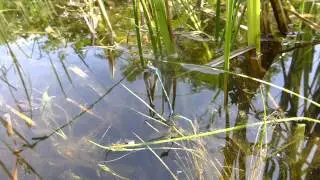DAMSELFLIES BREEDING ^^