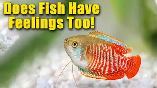 Does Fish Have Feelings Too! 🐠