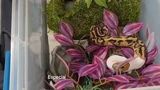 Emoji pied ball python eats his mouse!