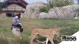 Lion Training With Zamaya