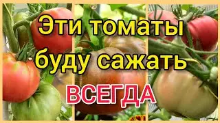 Обзор томатов 