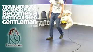 Troublemaking Cockapoo Puppy Becomes a Distinguished Gentleman