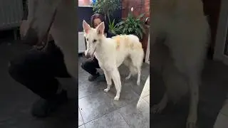 Знакомы с такой породой? 