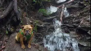 Bulldog Zen