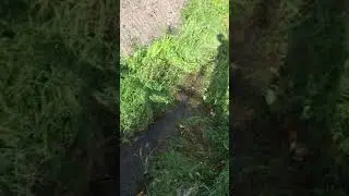 Малёк. Рыбопитомник. Выращивание рыбы.