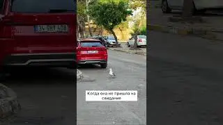 Приключения чайки в Стамбуле. Разбитое сердце 