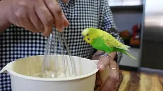 PEDRO the Budgie Helps COOK PANCAKE