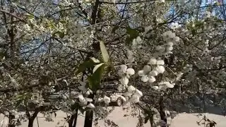 Футаж Вишня цветёт.