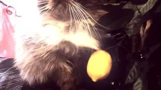 Прикол! Кот с лимоном