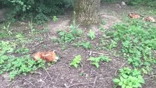 Ako nám líška sliepky pobila