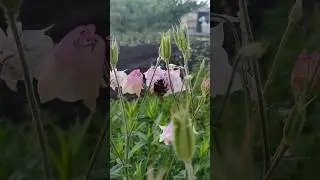 Окружающий мир шмель #закладказнаний #окружающиймир #насекомые #shortvideo #моевидео #sorts #shorts