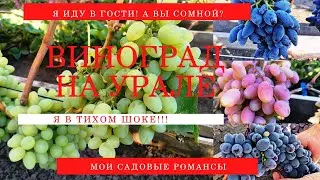 #виноградарство