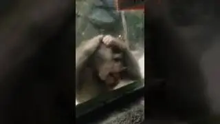 Нохчи прикол 2016.