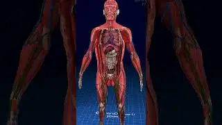 Unveil Your Body's Secrets | Best Anatomy Video ✨🫀 Plus