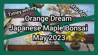 Orange Dream Japanese Maple Bonsai May 2023