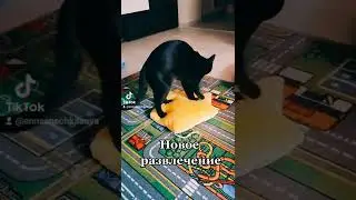 Кошка Снежок нашла себе новое развлечение - танцы на игрушке звёздочке.