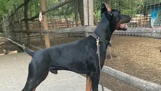 Забери в неволе